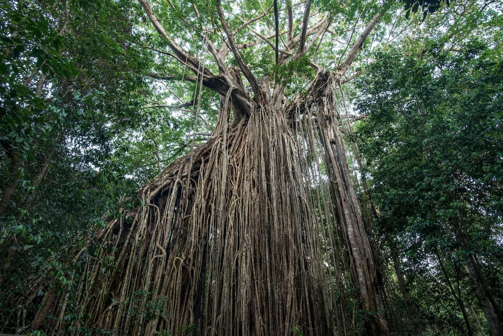 O que é o padrão Strangler Fig Application?